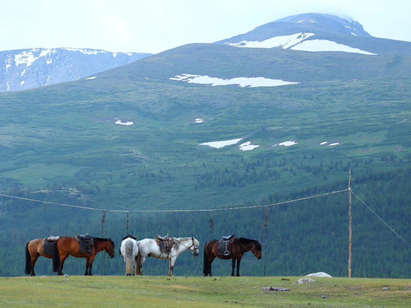 Five horses equipped and ready to ride
