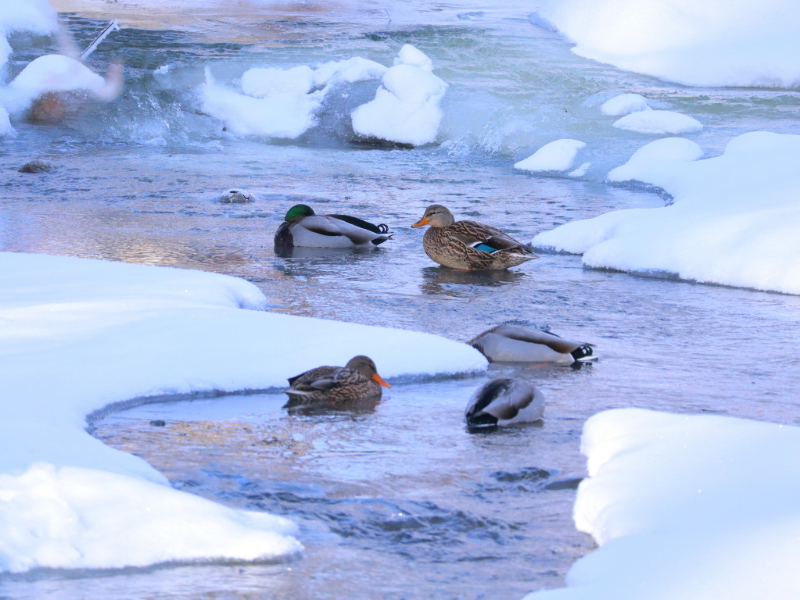 Five ducks swimming in a river in winter